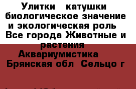 Улитки – катушки: биологическое значение и экологическая роль - Все города Животные и растения » Аквариумистика   . Брянская обл.,Сельцо г.